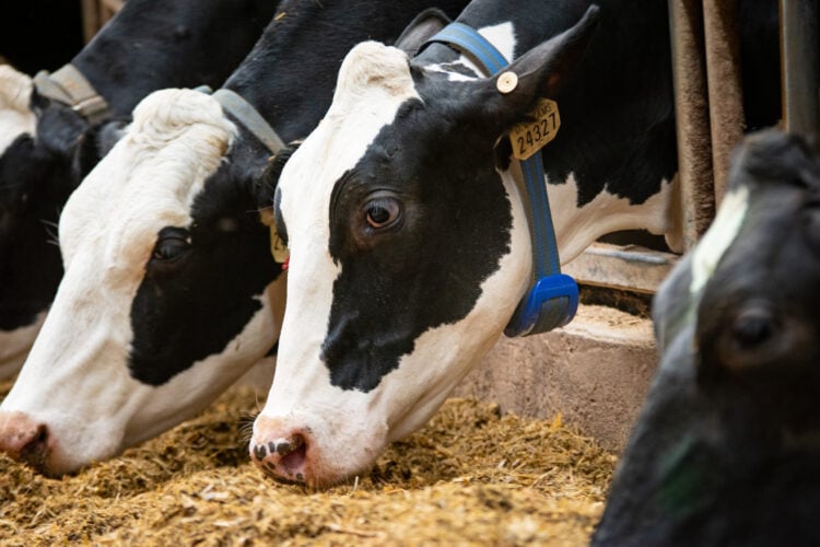 A Leader in Genetic & Herd Solutions