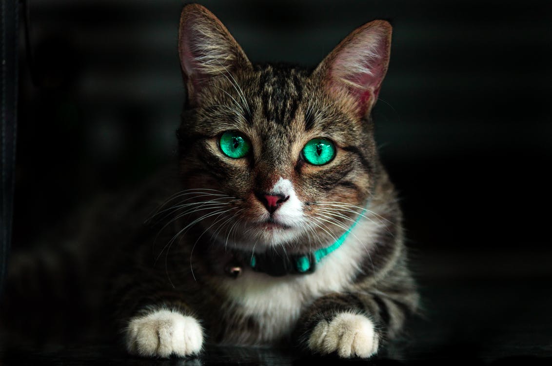 cat-1