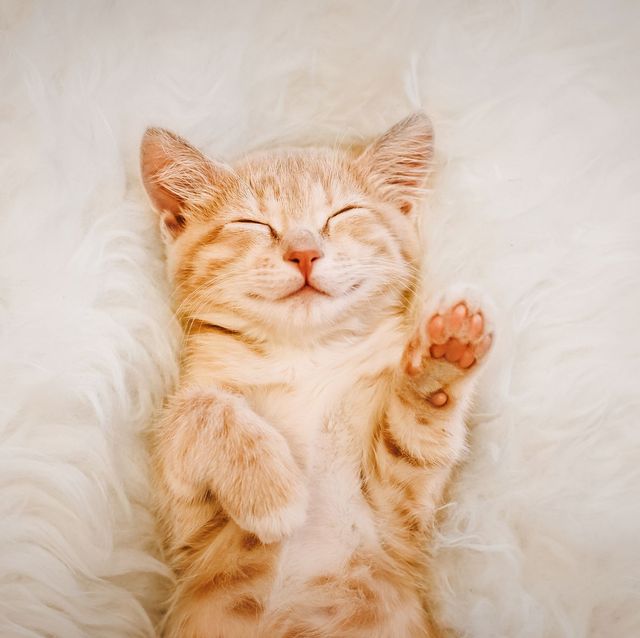 cute-cat-photos-1593441022